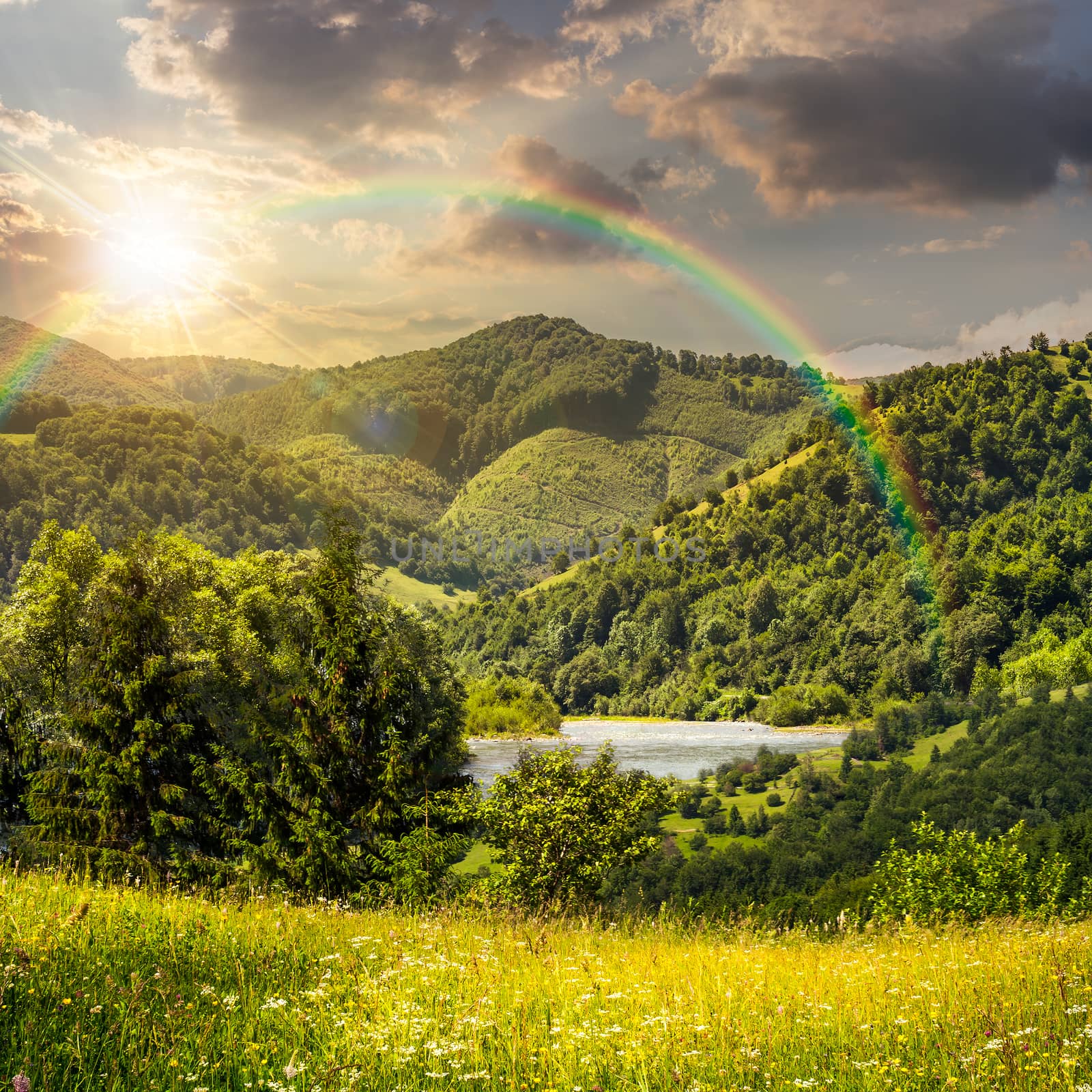 composite mountain summer landscape. pine trees on hillside meadow with wild flowers near the river in mountains in sunset light with rainbow