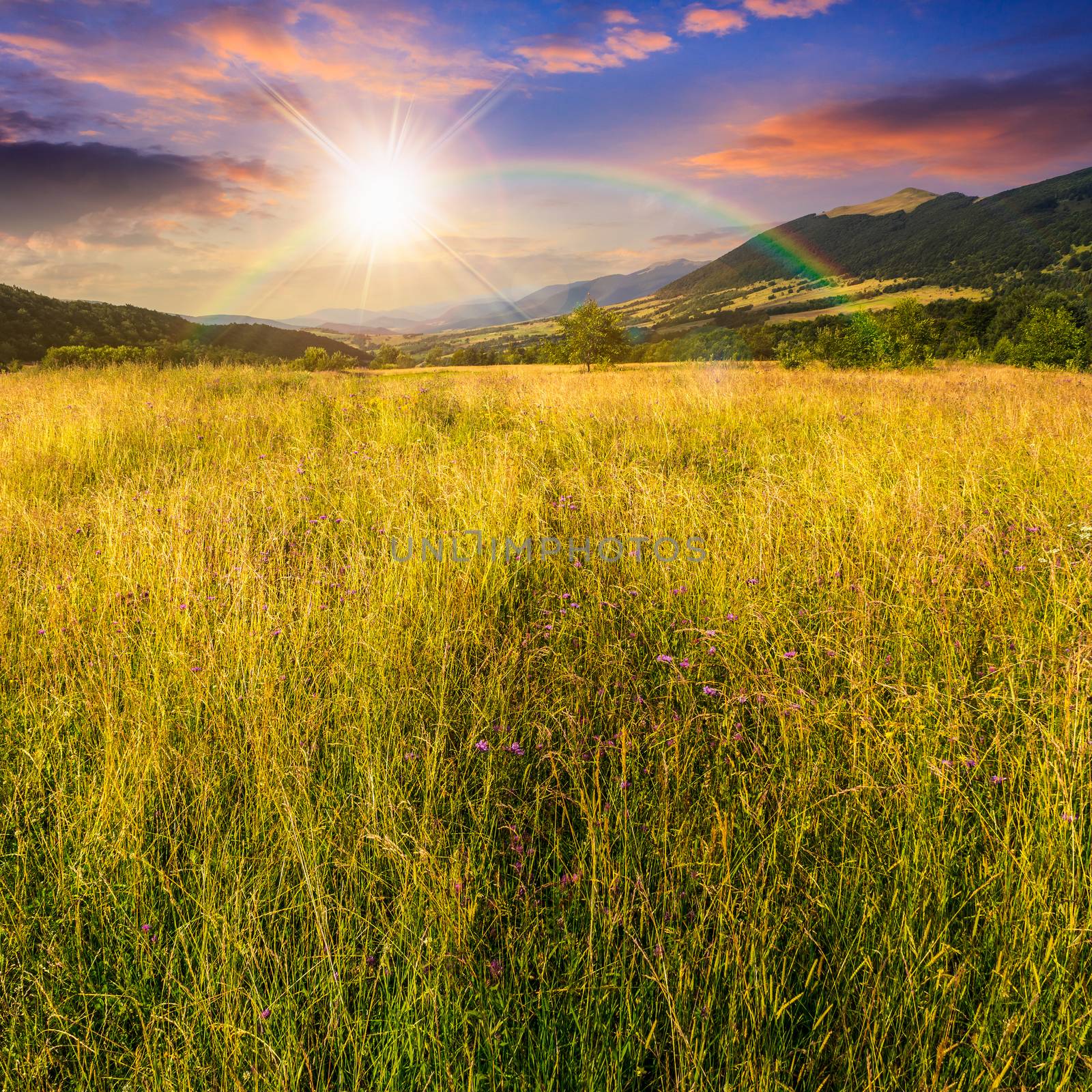 meadow with high grass in mountains at sunset by Pellinni