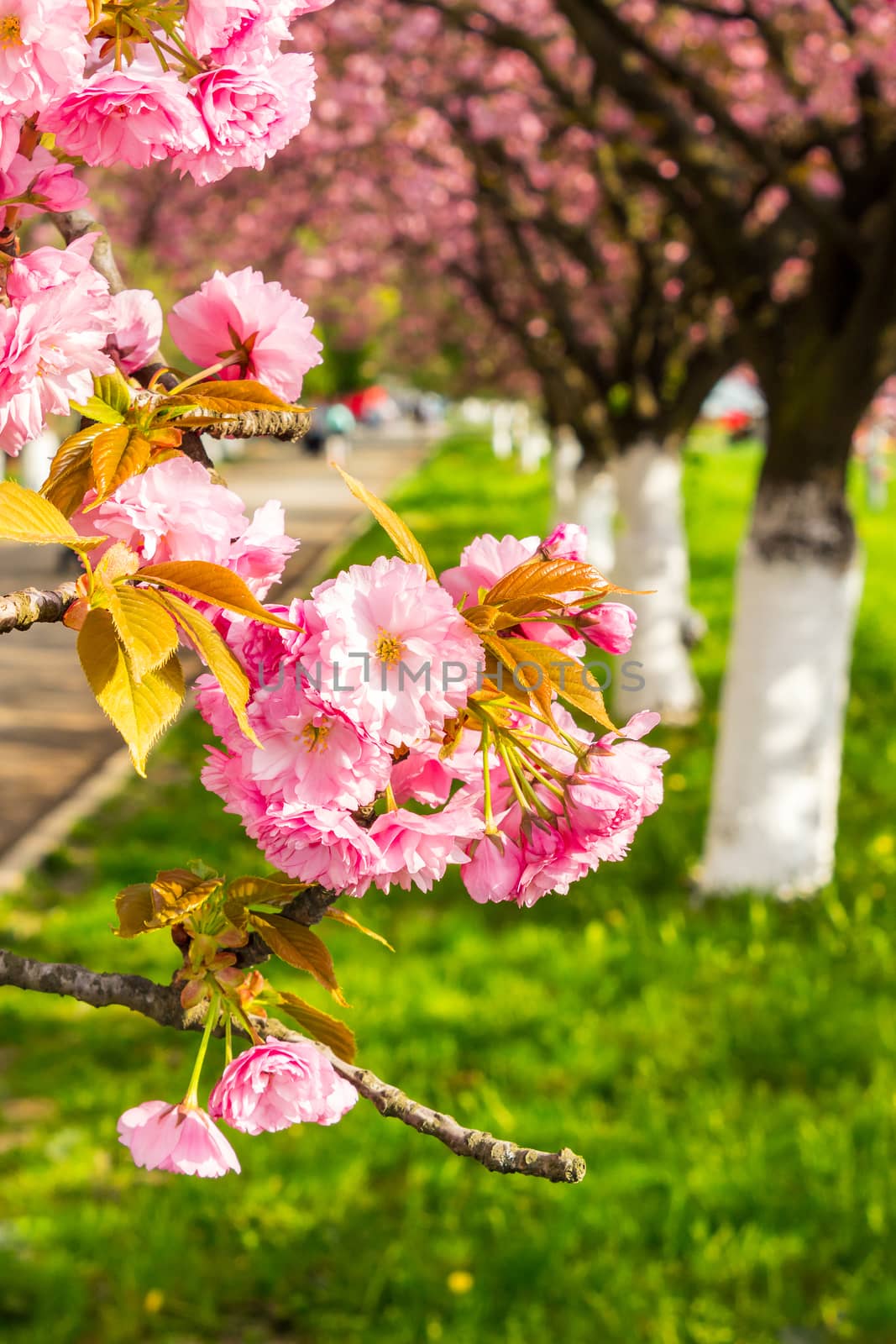 pink flowers on the branches of Japanese sakura blossomed above fresh green grass in spring