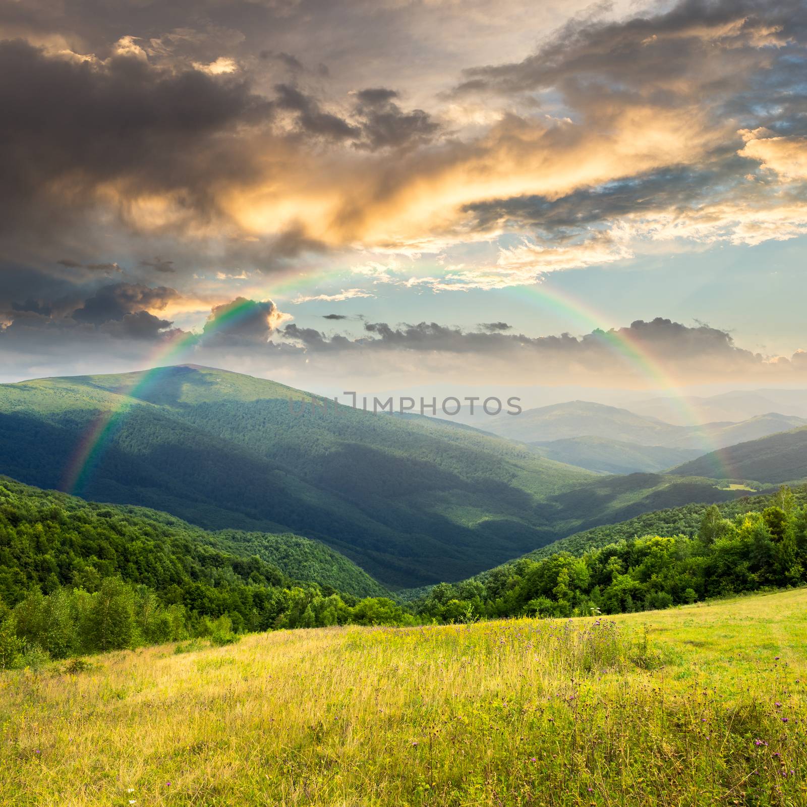 composite mountain summer landscape. trees near meadow on hillside with rainbow