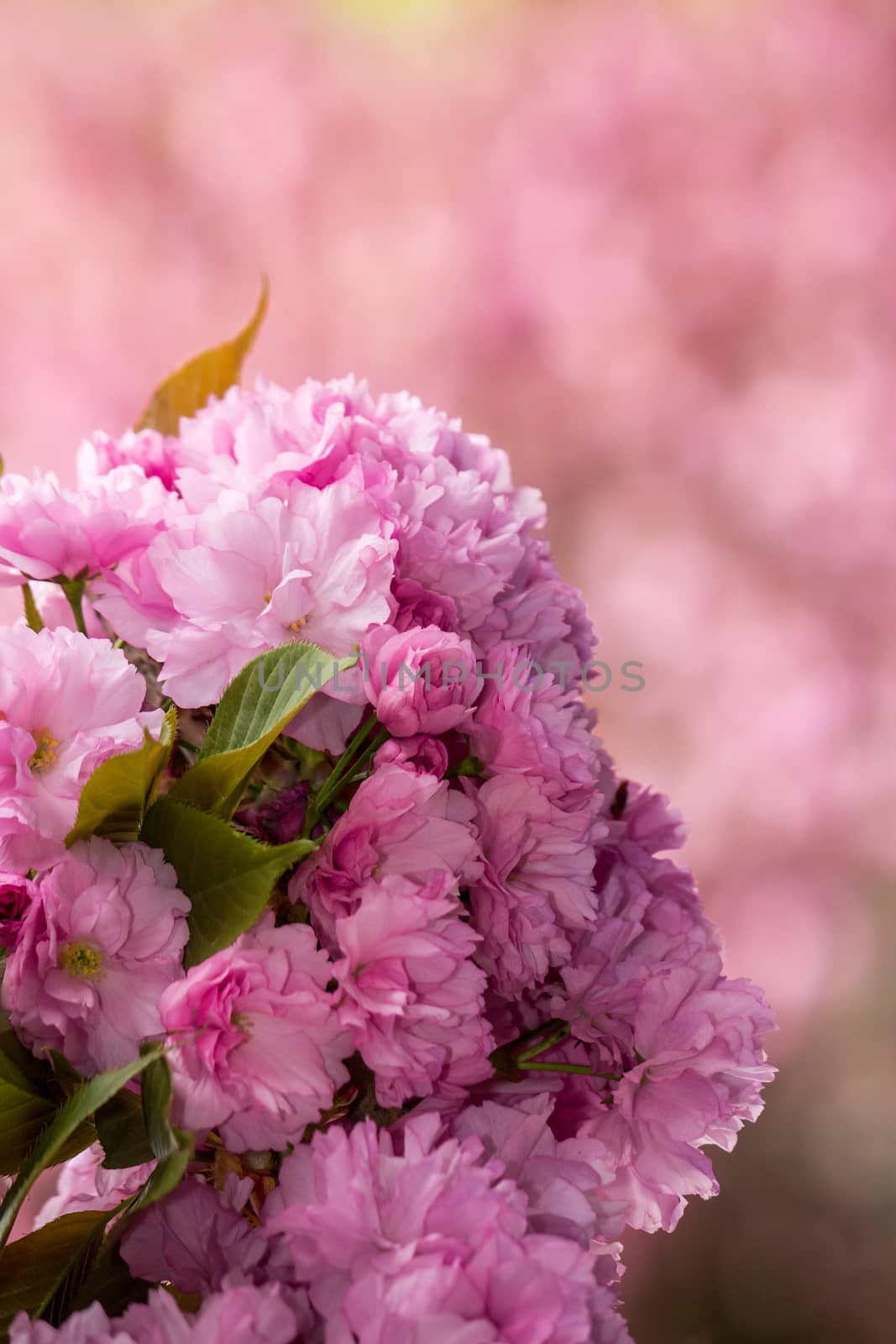 pink blossomed sakura flowers by Pellinni