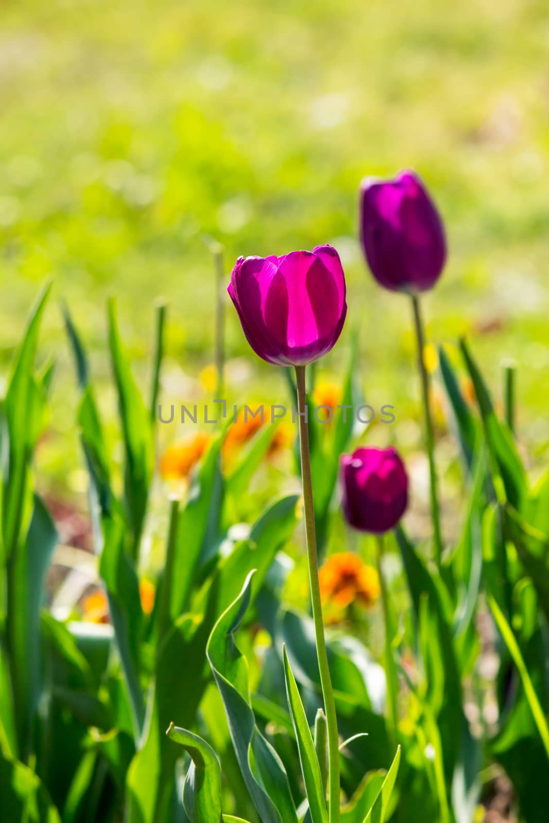 purple tulip on blurred background of grass  by Pellinni