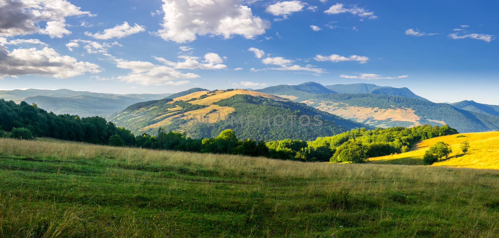 panoramic summer landscape. row of trees on a meadow in high mountains in morning light
