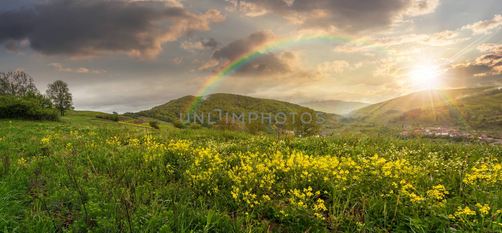 valley with yellow flowers in mountains at sunset  by Pellinni