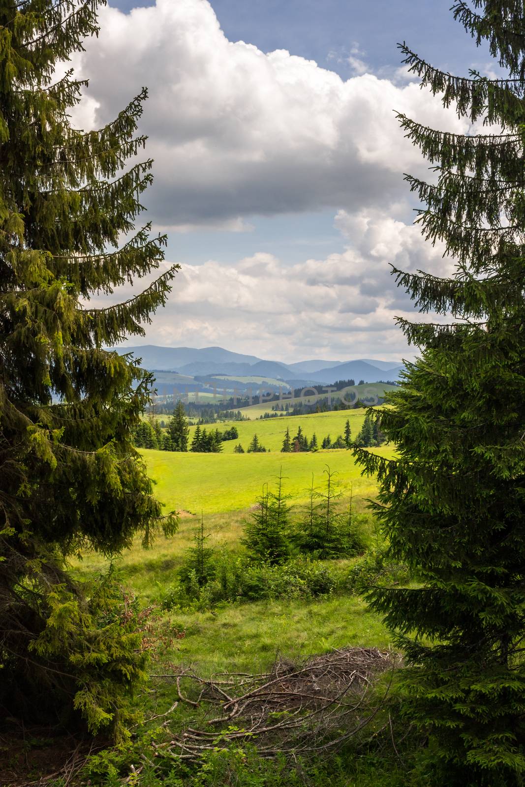 coniferous tree in a panoramic valley by Pellinni