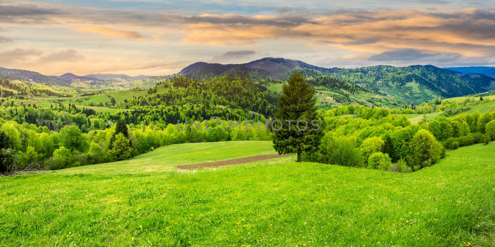 panoramic composite landscape. hillside of mountain range with coniferous tree on a green valley in morning light