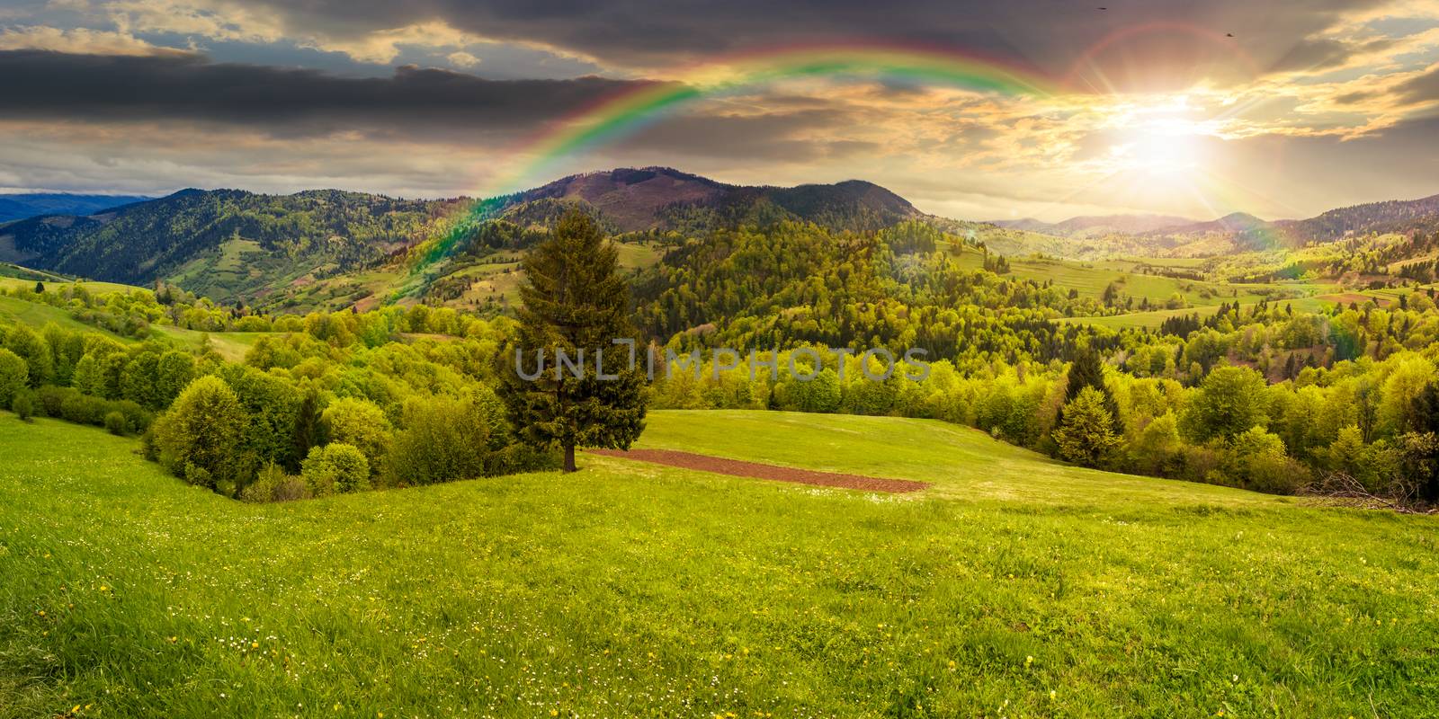 panoramic composite landscape. hillside of mountain range with coniferous tree on a green valley in sunset light with rainbow