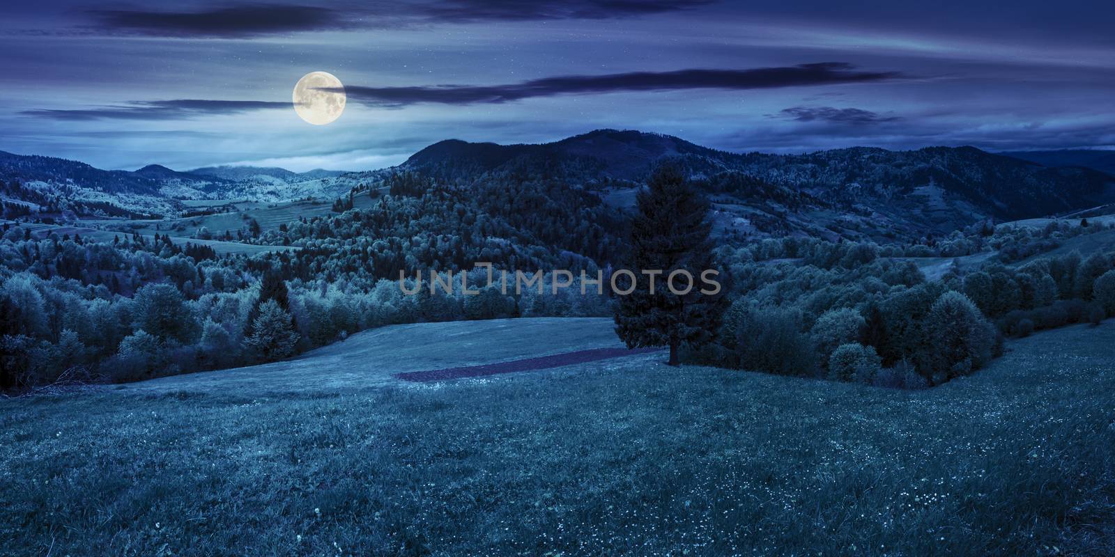 coniferous tree in a panoramic valley at night by Pellinni