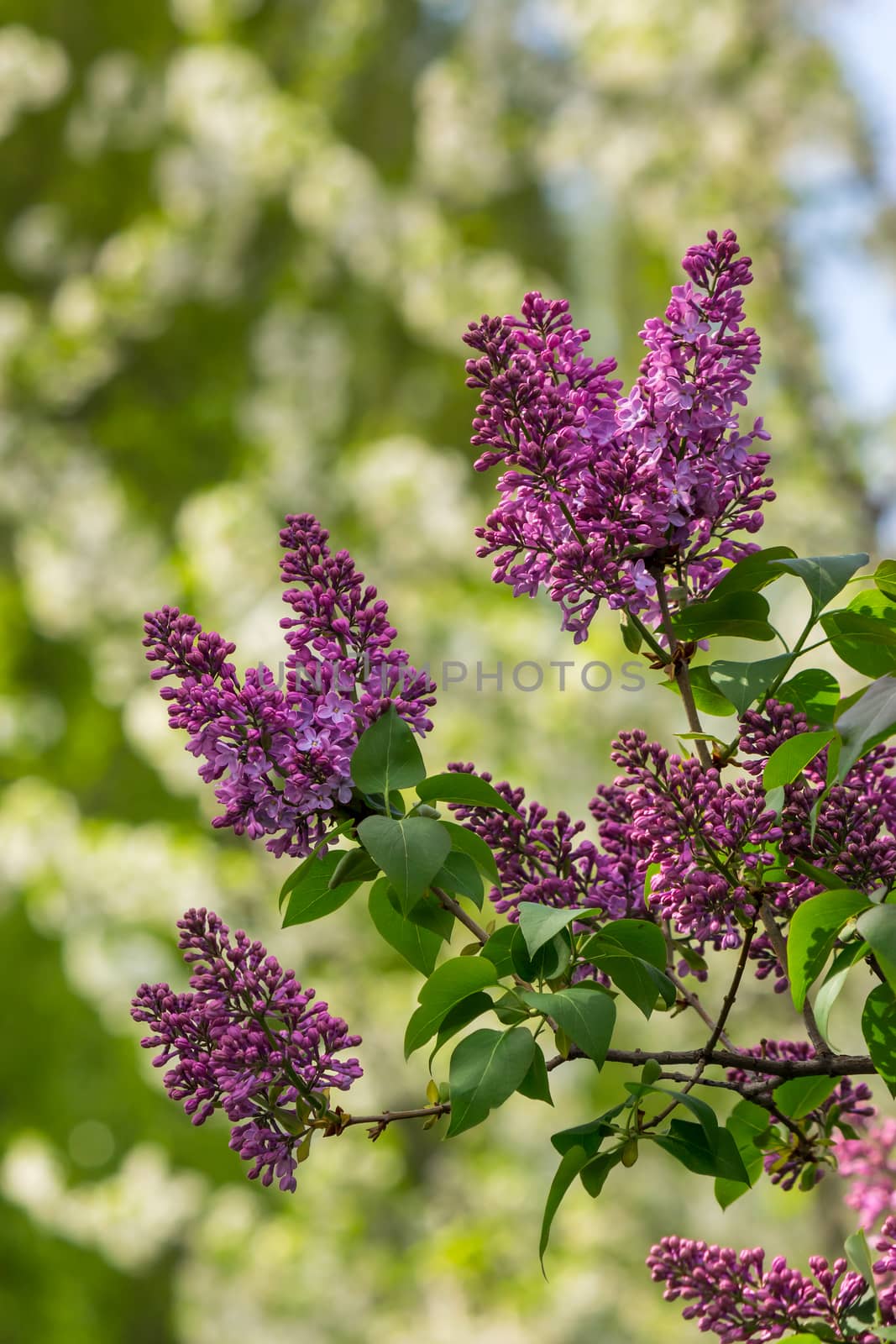 purple lilac blossom on green blurred background of a garden in spring