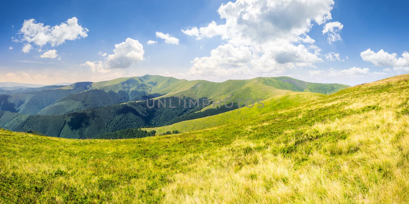 wild grass on mountain top by Pellinni