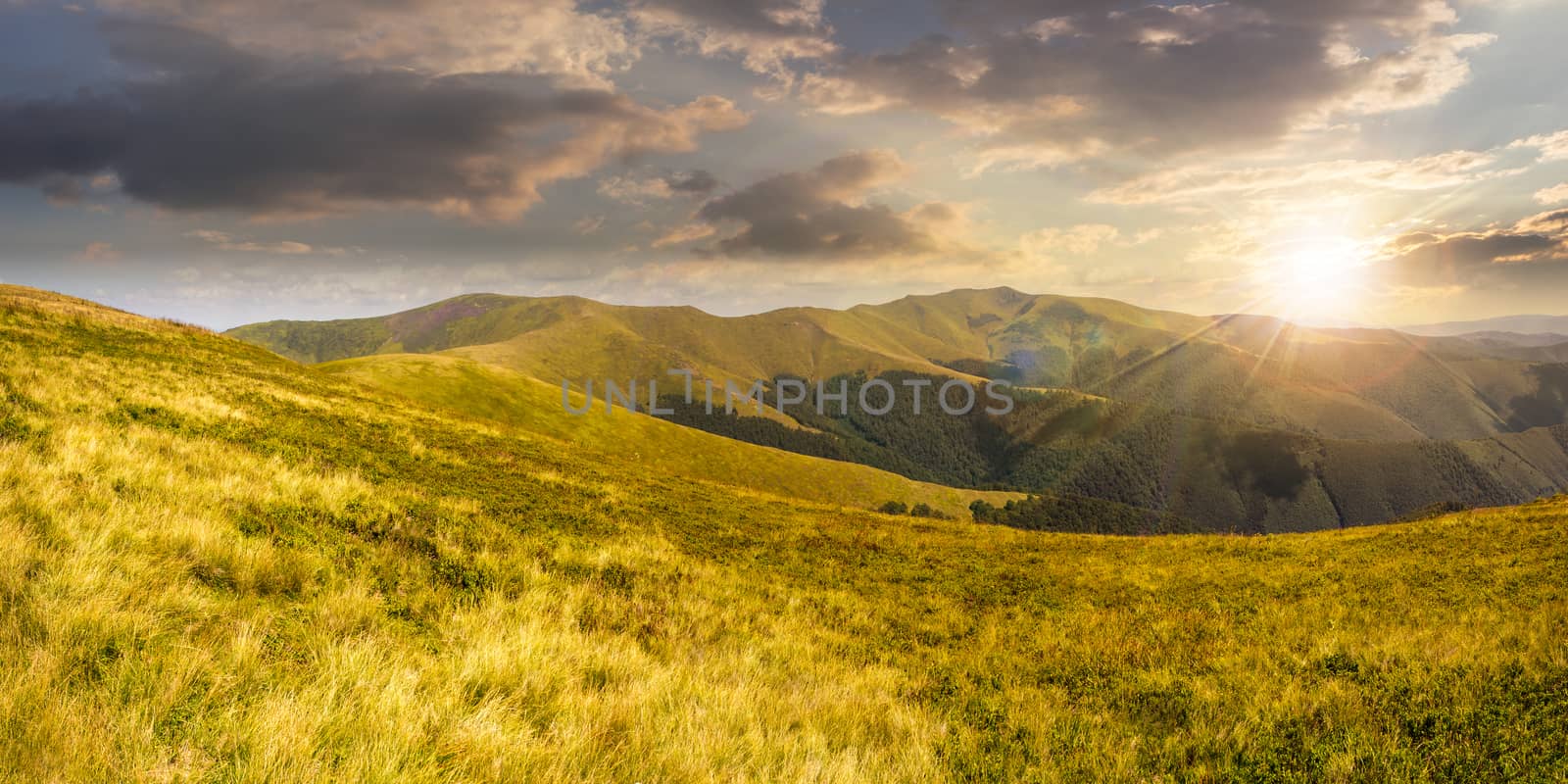 wild grass on highland meadow at the top of the mountain range in sunset light