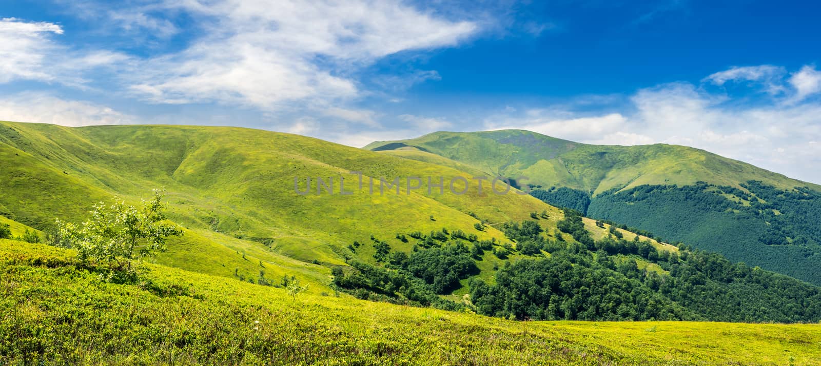 panoramic summer landscape with few trees  on the grassy hillside meadow near the forest in mountain.