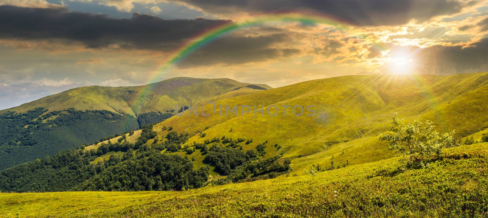 panoramic summer landscape with few trees  on the grassy hillside meadow near the forest in mountain in sunset light with rainbow