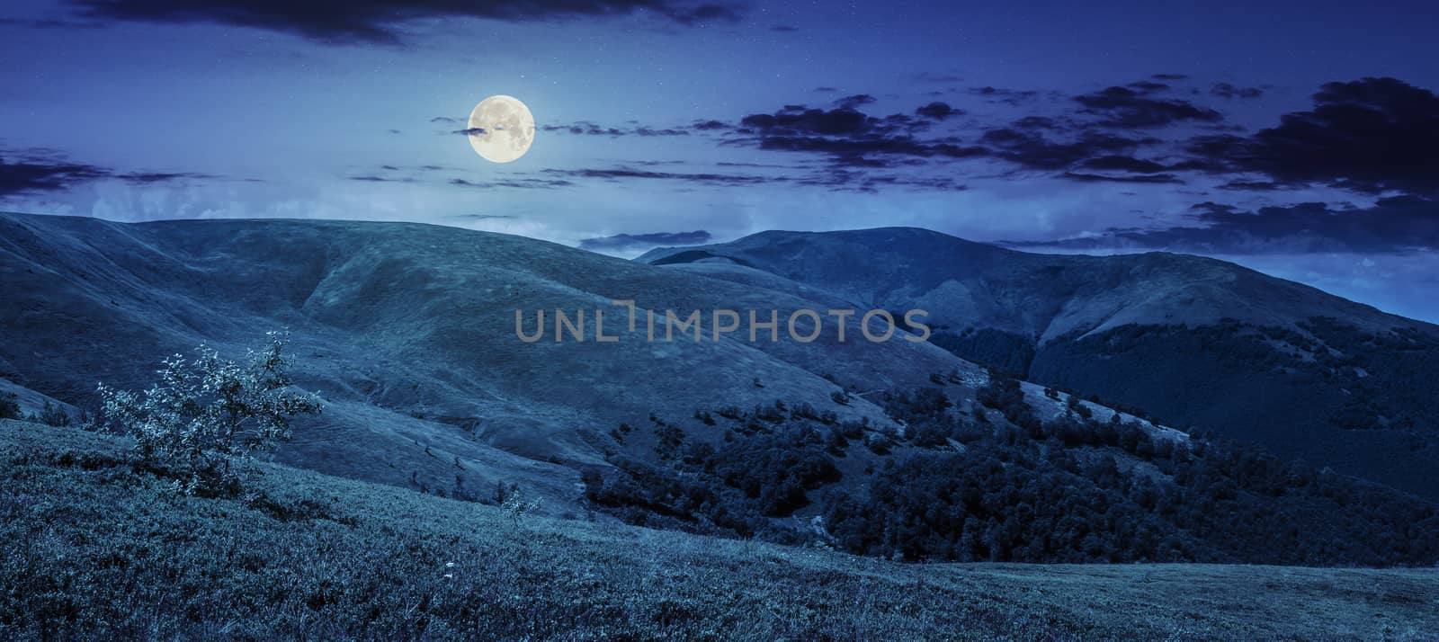 panoramic summer landscape with few trees  on the grassy hillside meadow near the forest in mountain at night in full moon light