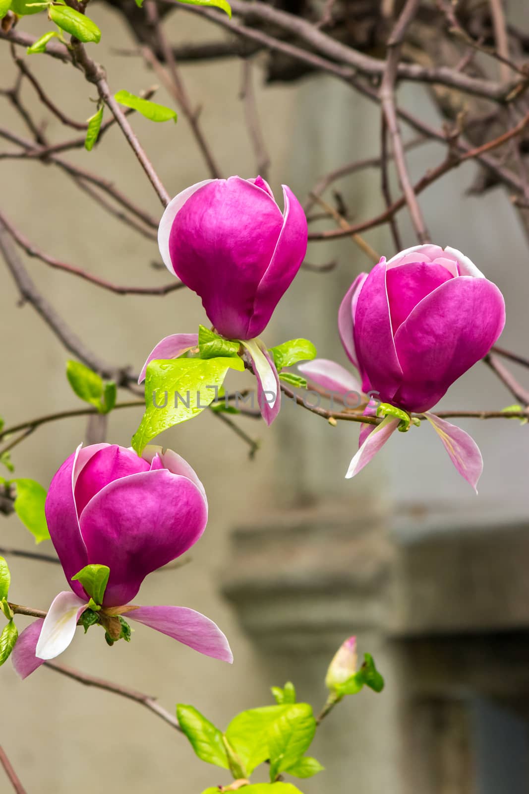 magnolia flowers on a blury background by Pellinni