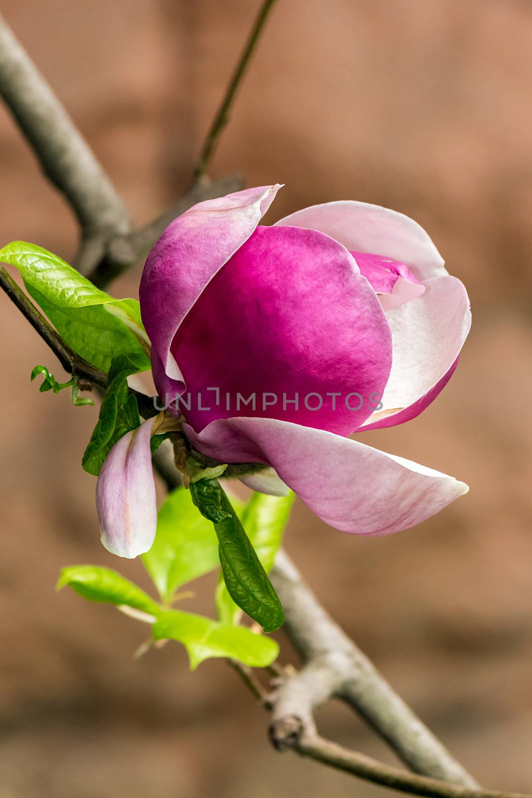 magnolia flowers on a blury background by Pellinni