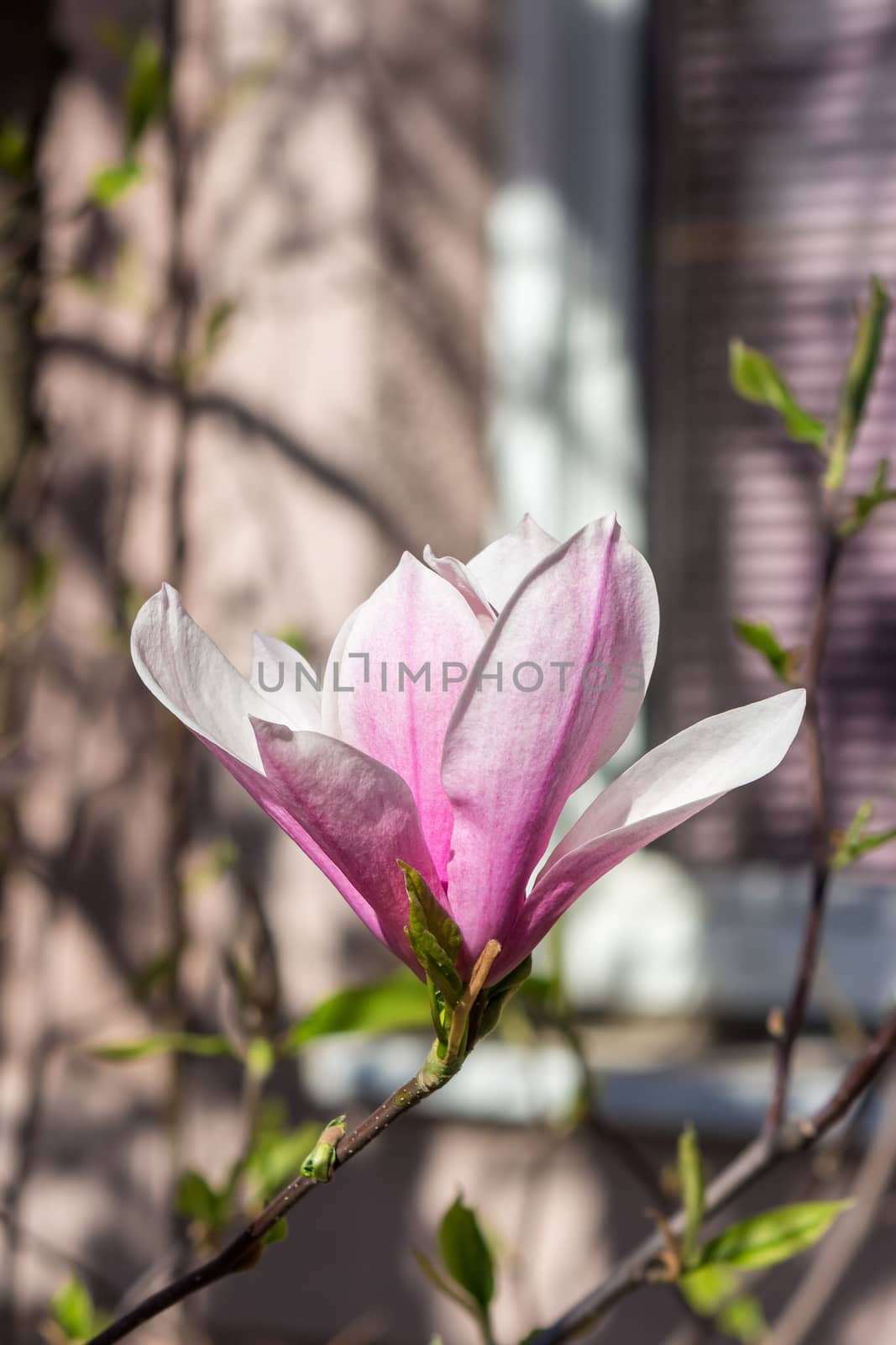 magnolia flower close up on a blur background of window