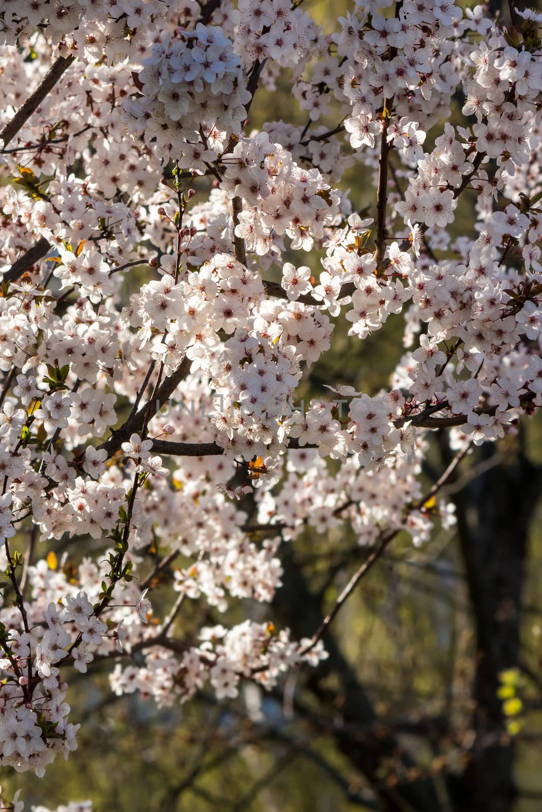 flowers of apple tree in sunlight by Pellinni