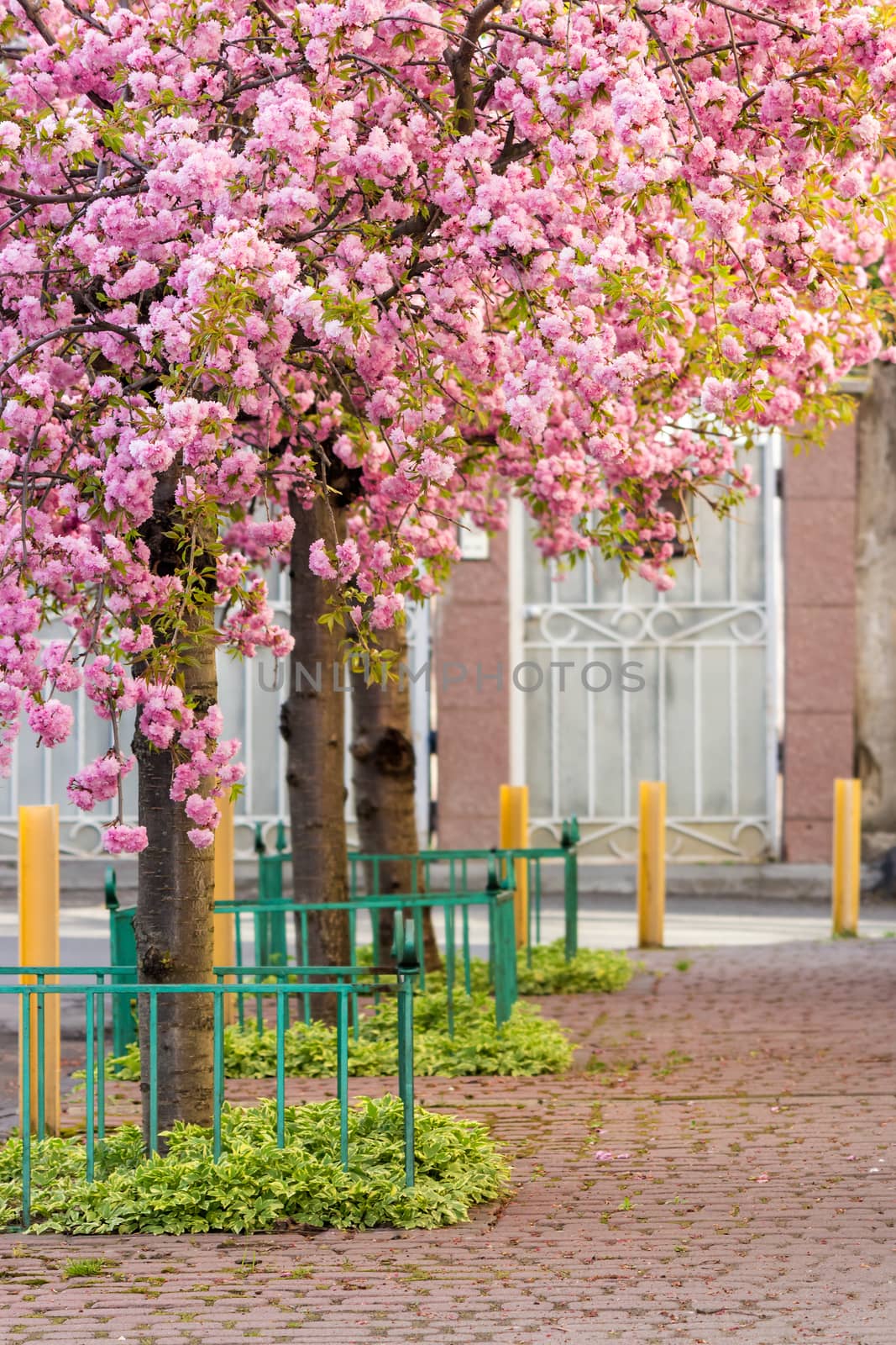 pink blossomed sakura flowers street by Pellinni