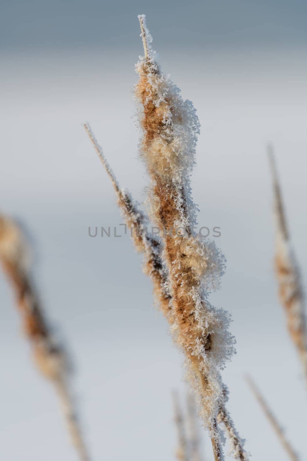 Broadleaf cattail flower, bulrush in the snow in winter, Typha latifolia by asafaric