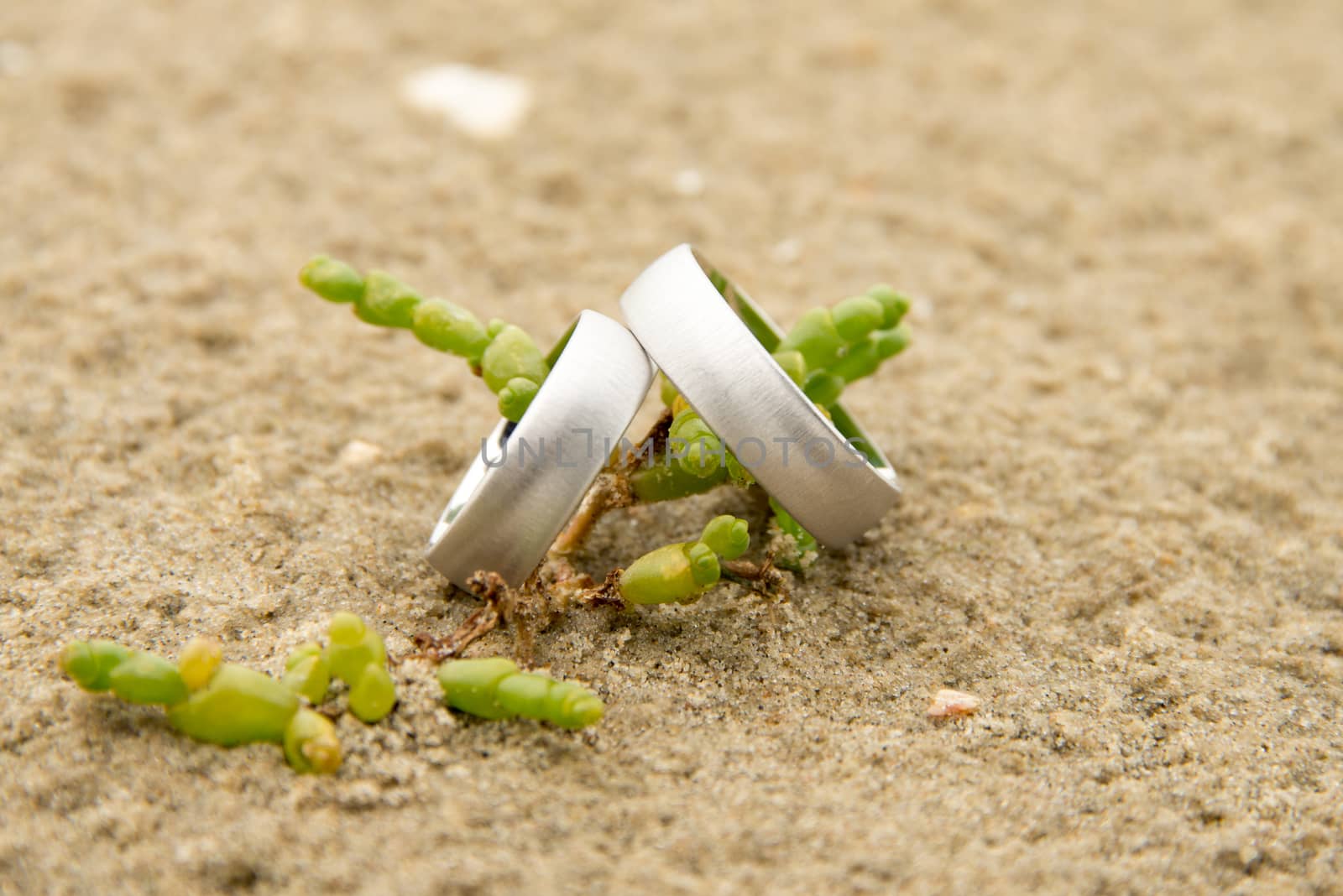 View of a pair of white golden wedding rings by Friedemeier