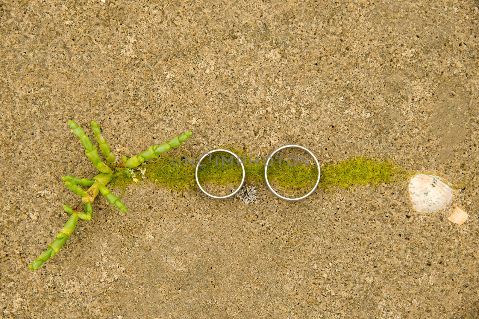 View of a pair of white golden wedding rings connected to nature