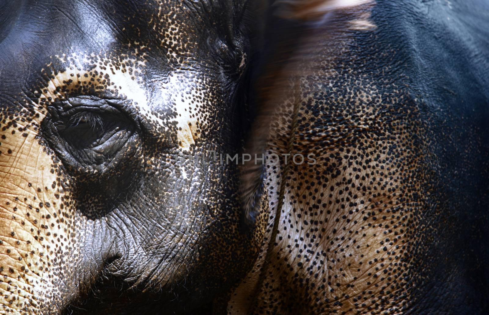 Close-up view on Indian Elephant