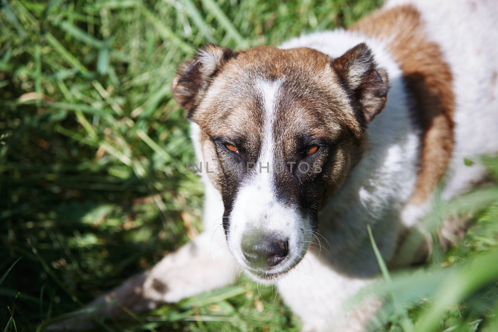 Portrait of the big dog laying on a grass