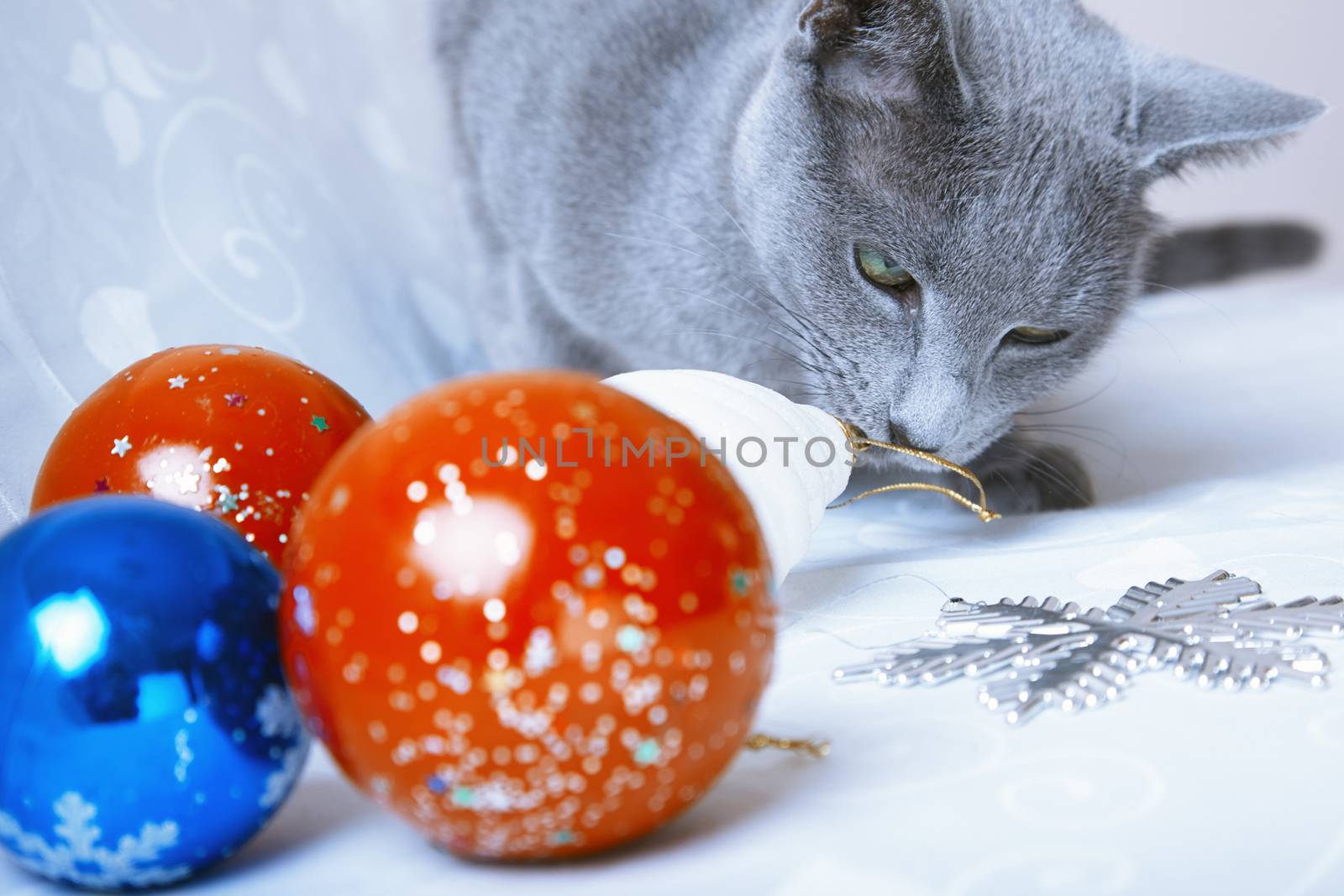 Cat looking at Christmas balls and decoration