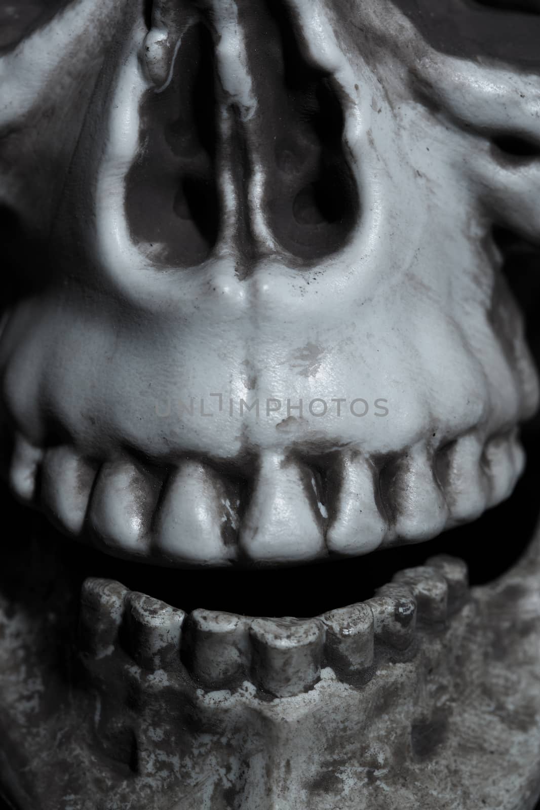 Close-up horizontal photo of the human skull