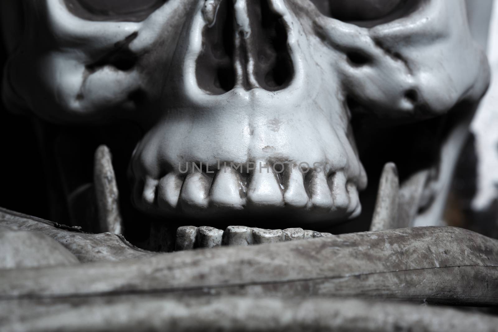 Close-up view of the human skull by Novic