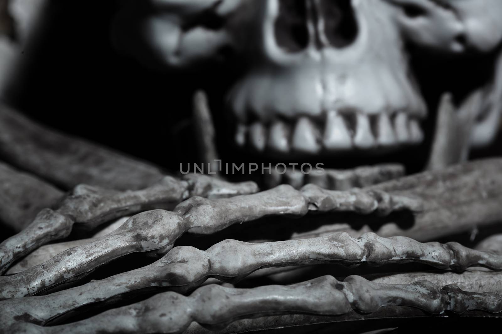 Close-up horizontal photo of the human skull