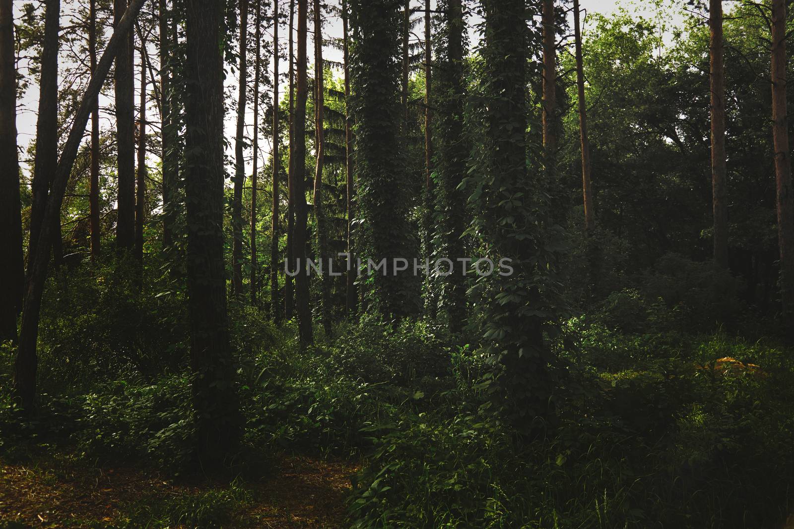 Forest with pine trees by Novic