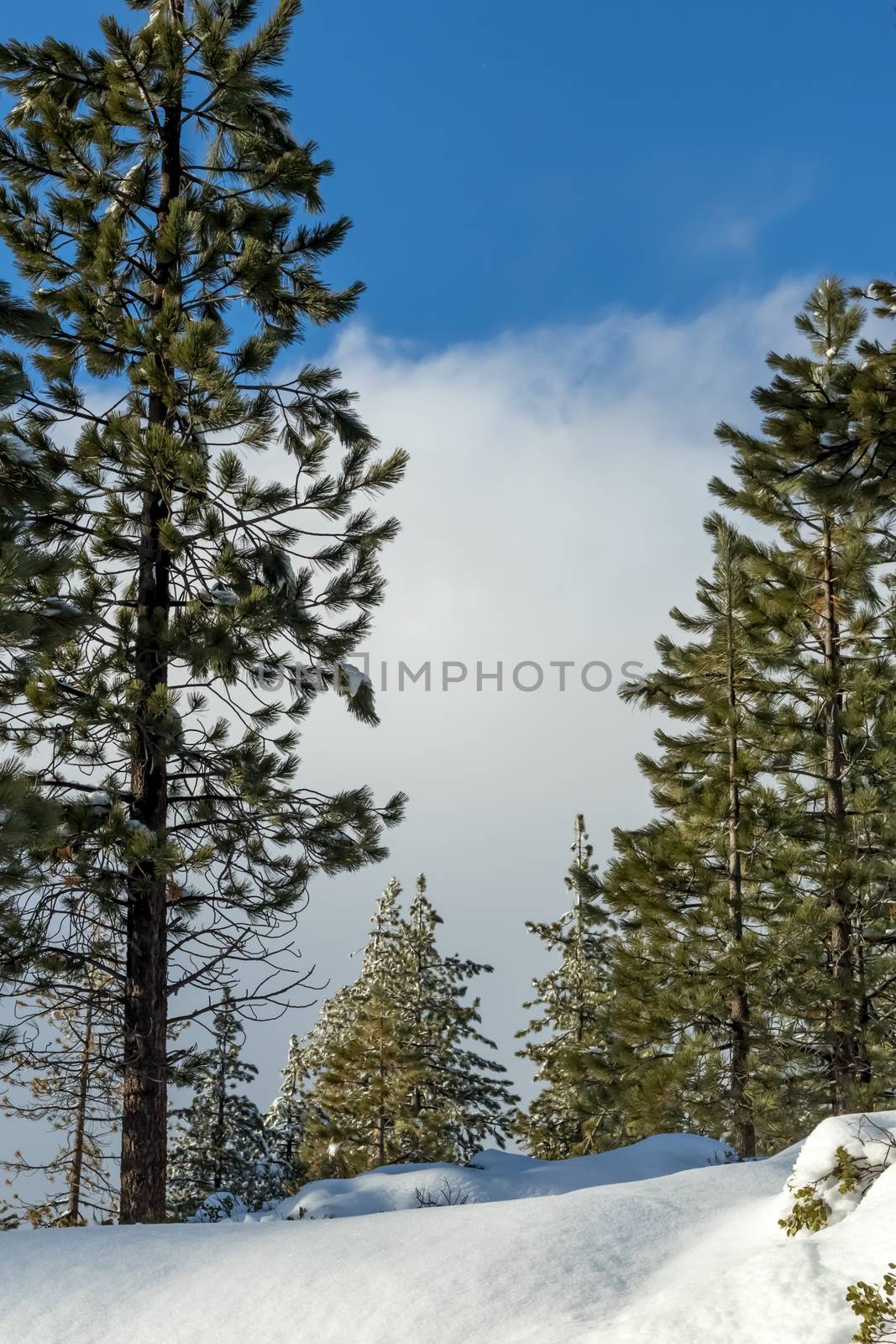 Snow Forrest, Climate Change at Southern California, Big Bear Mountain, San Bernardino, 2016