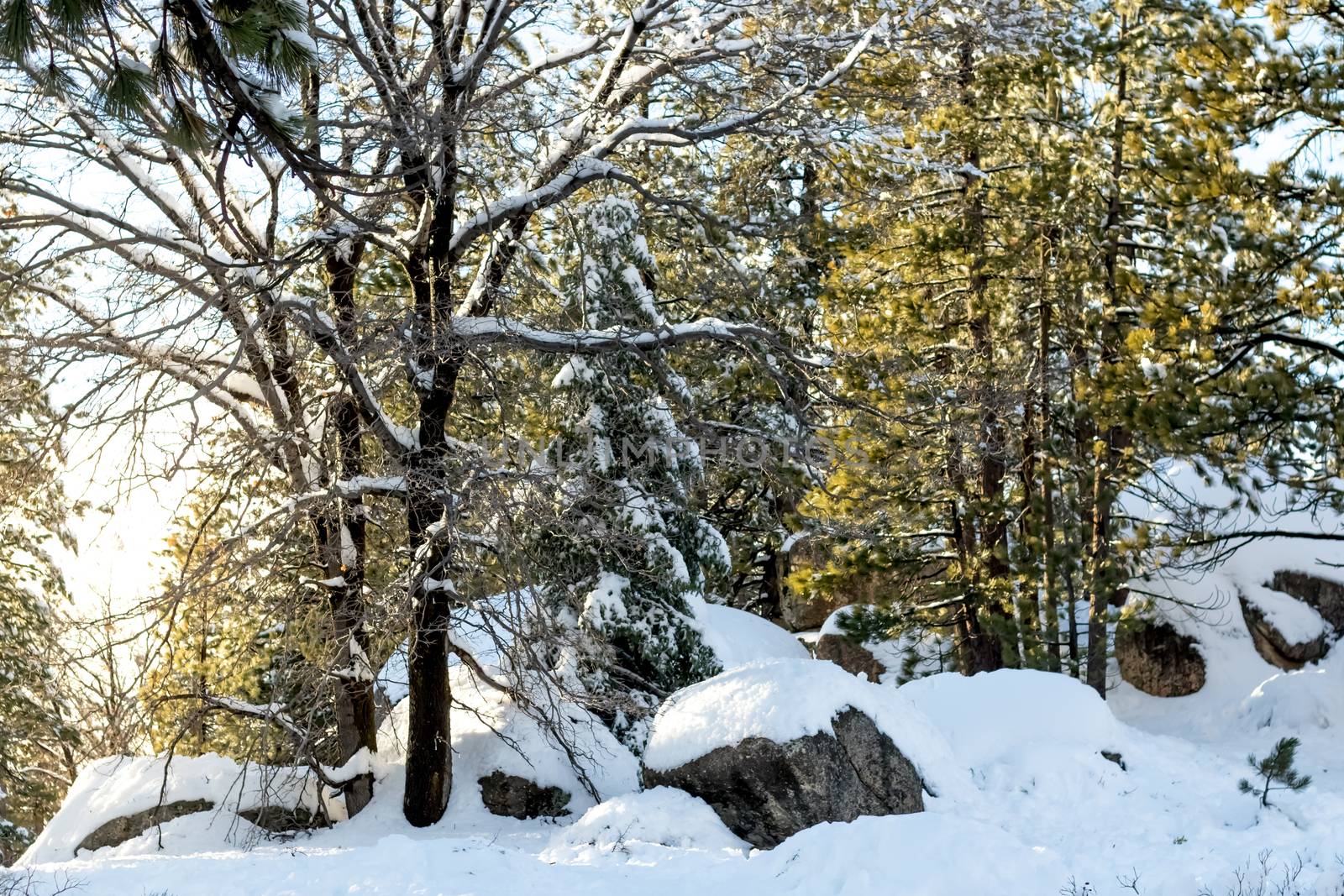 Boulder Rocks, Climate Change at Southern California, Big Bear Mountain, San Bernardino, 2016