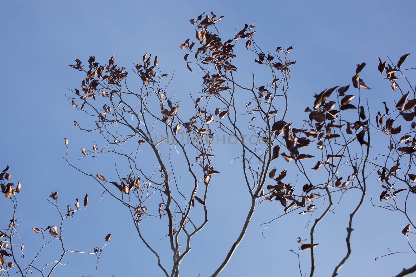 Dead tree branches in blue sky.