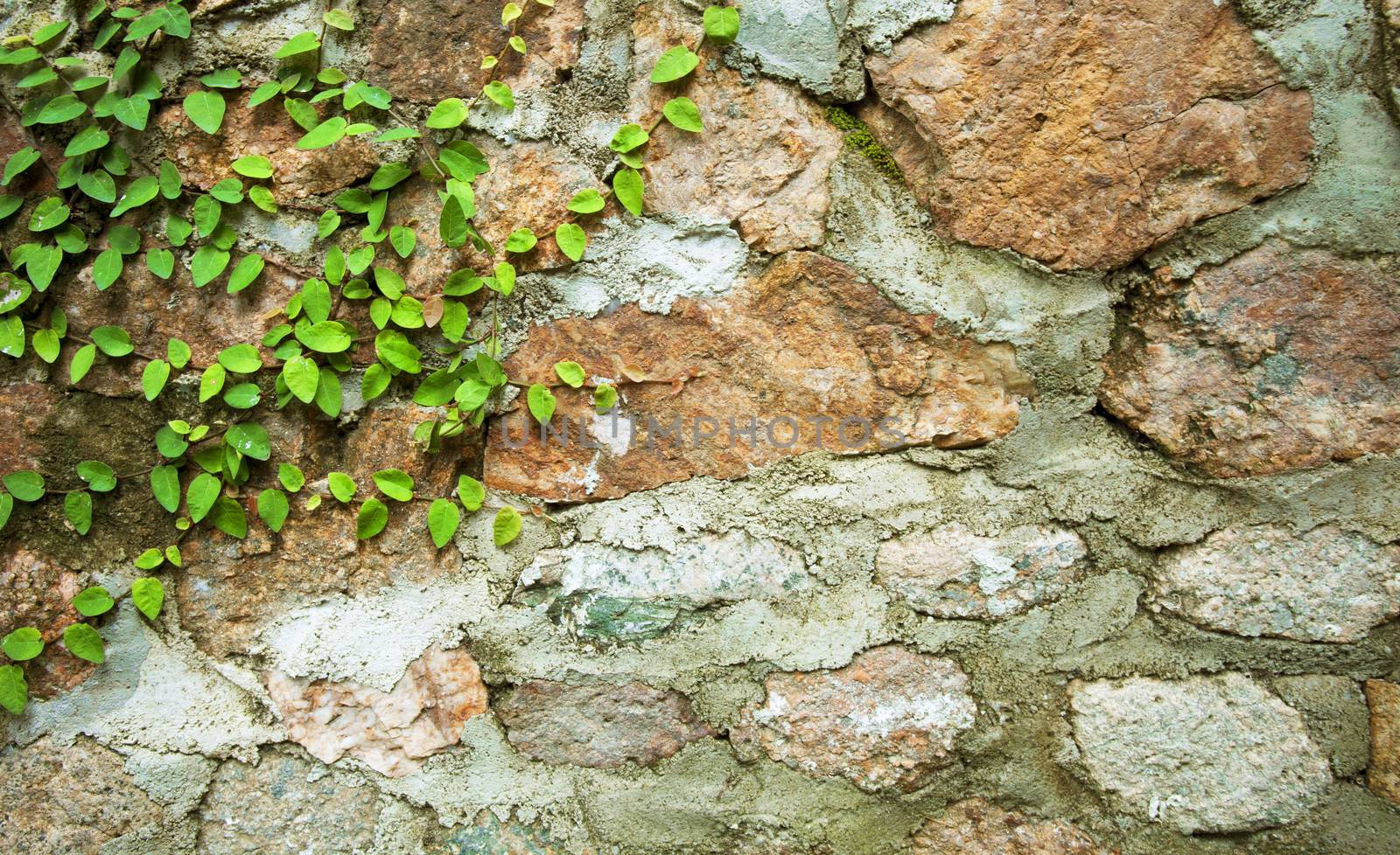 Green Velcro tree on stone wall. by Bowonpat