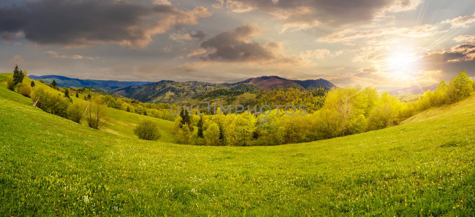 panoramic mountain summer landscape. trees near meadow and forest on hillside in sunset light