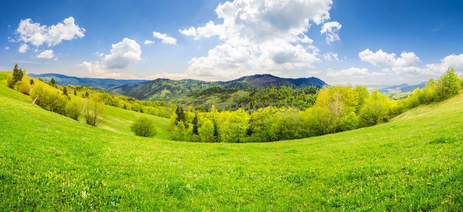 panoramic mountain summer landscape. trees near meadow and forest on hillside in morning light