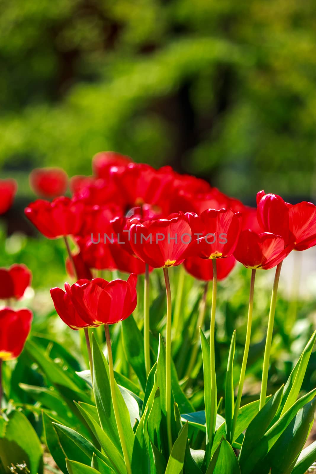 red tulip on blurred background of green garden bokeh