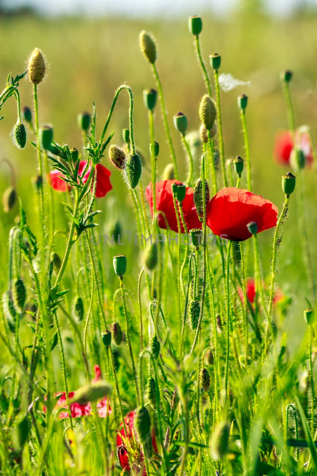 red poppy in the wheat field by Pellinni