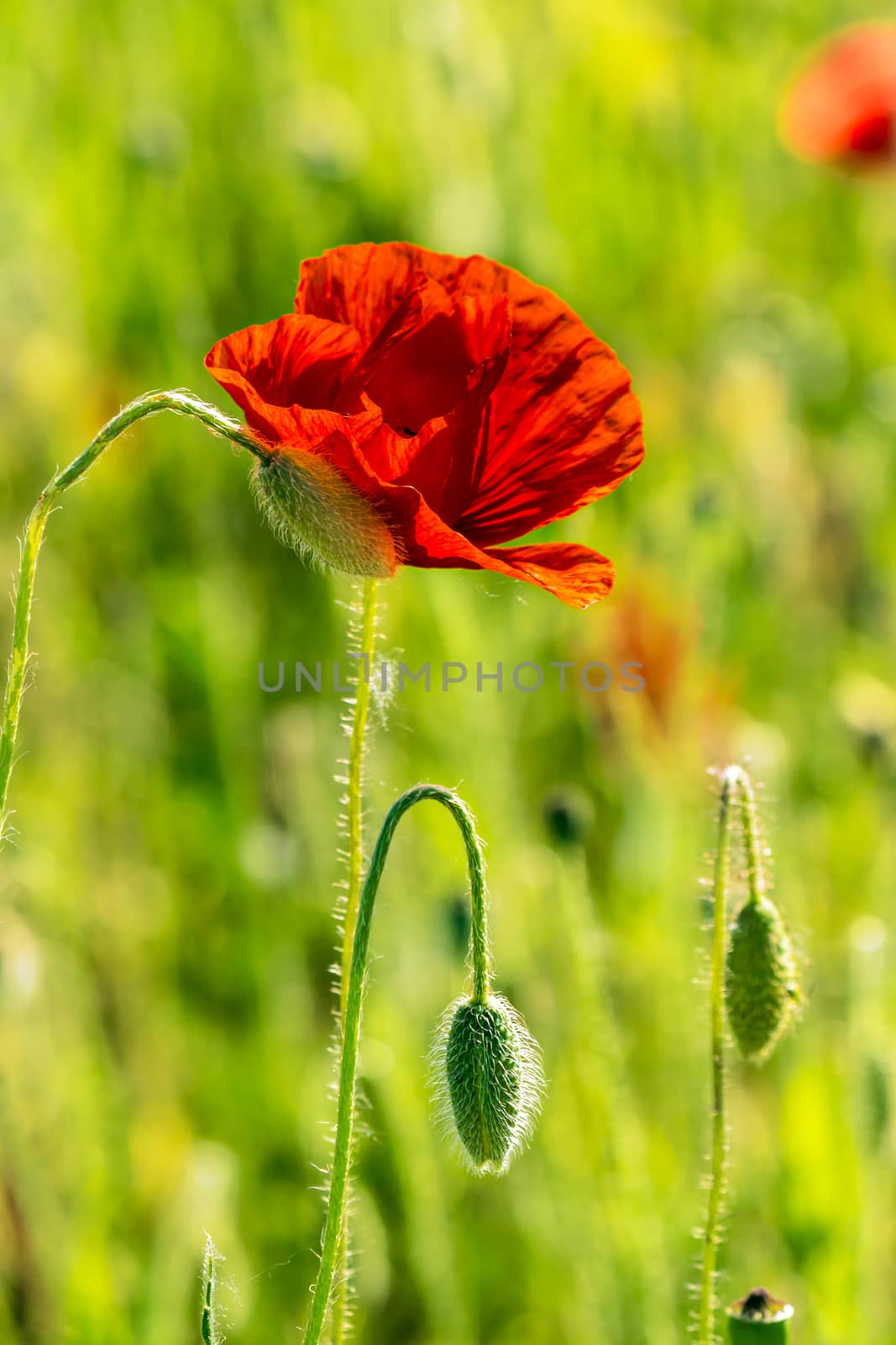 one big red poppy flower in the green wheat field in summer