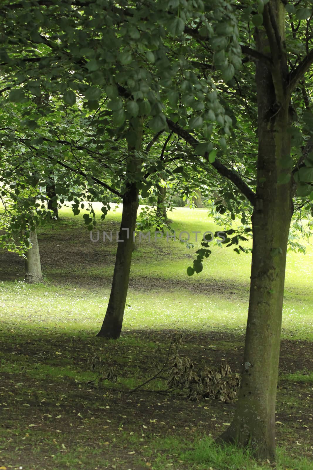 Trees in the sunny meadow by Kasia_Lawrynowicz