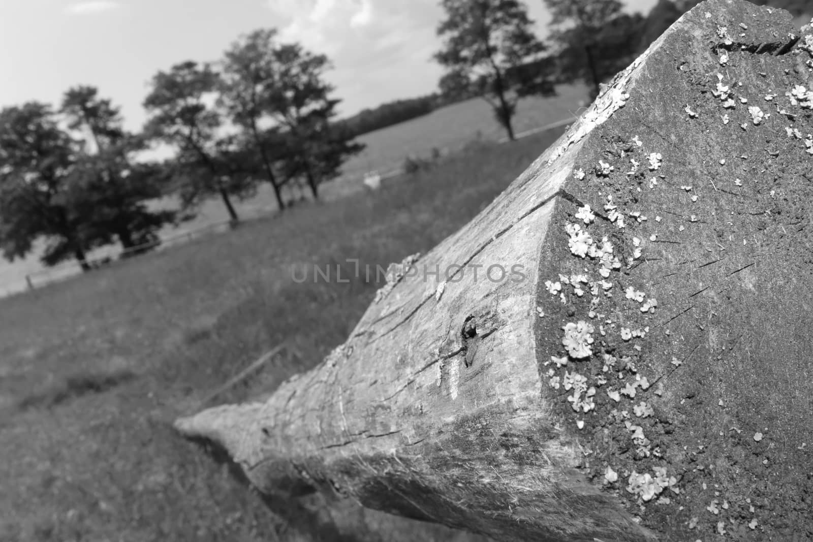 Cut tree on a meadow by Kasia_Lawrynowicz