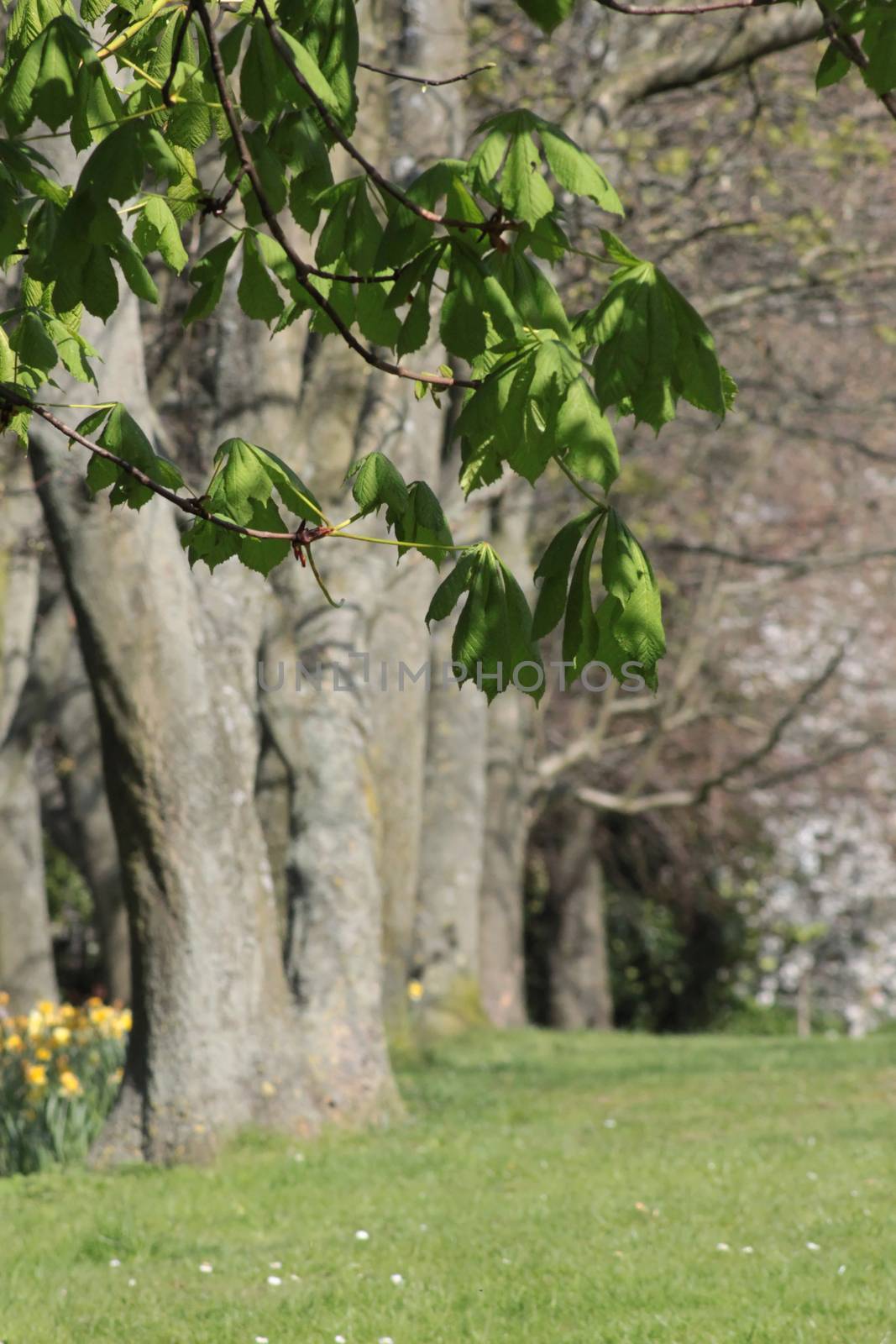 Trees in a meadow on sunny day by Kasia_Lawrynowicz