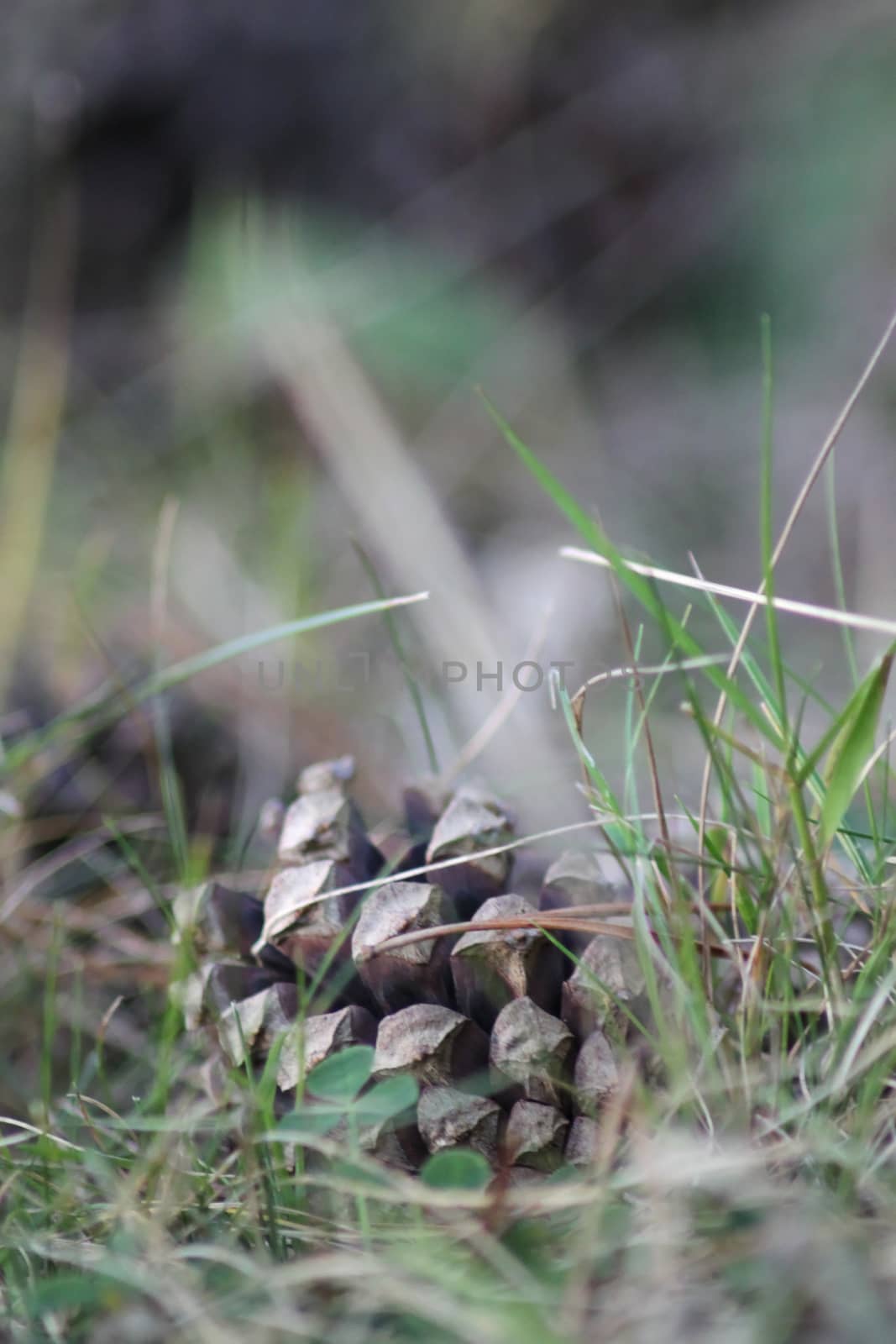 Pine cone on forest litter by Kasia_Lawrynowicz