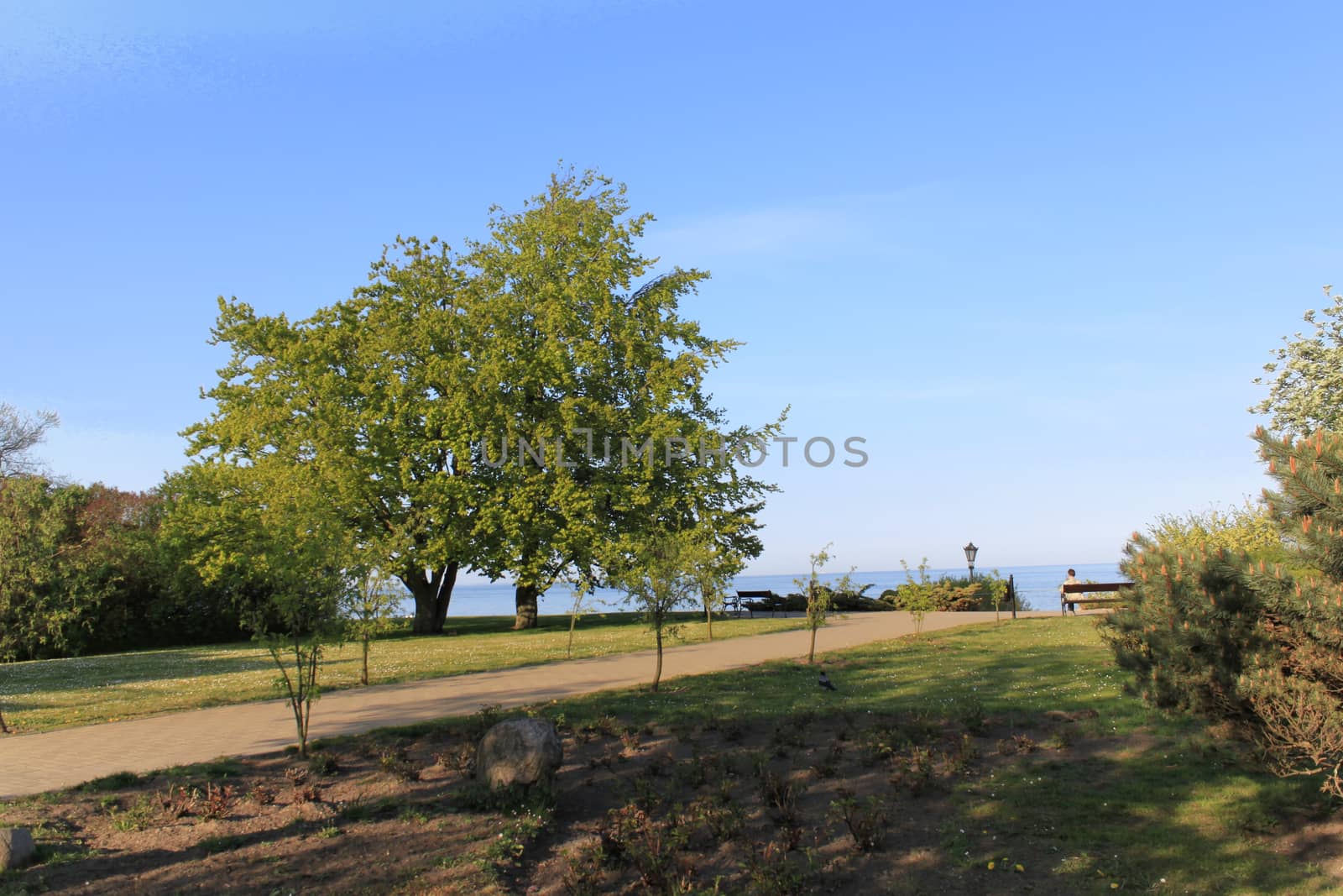 Trees in the meadow by Kasia_Lawrynowicz