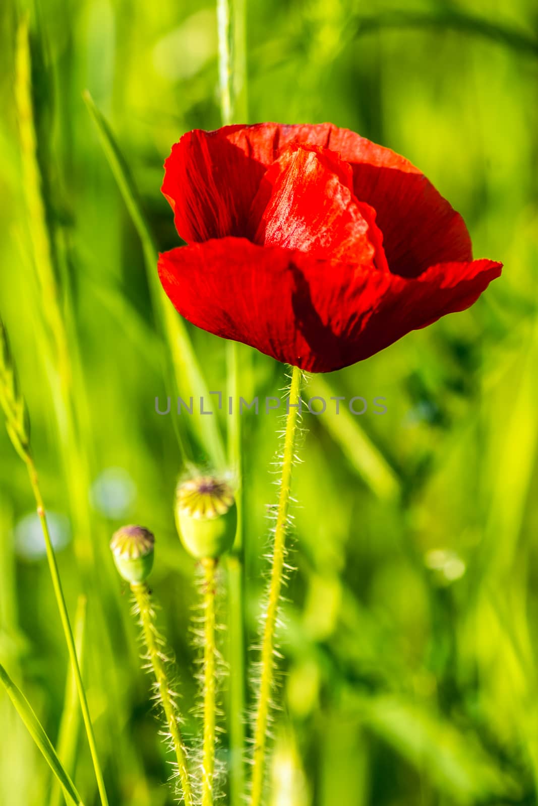 red poppy in the wheat field by Pellinni