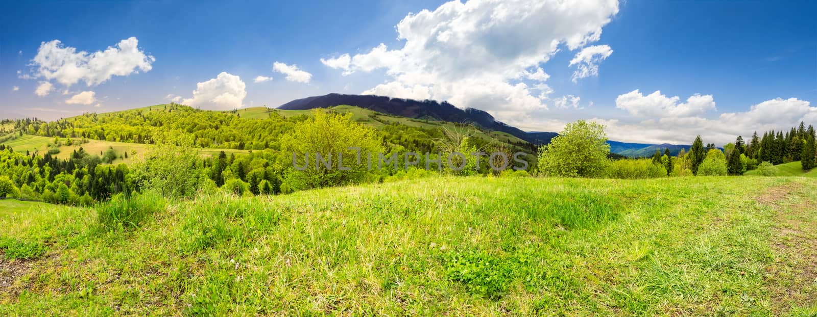 panoramic mountain landscape. green grass on meadow near mixed forest in mountains