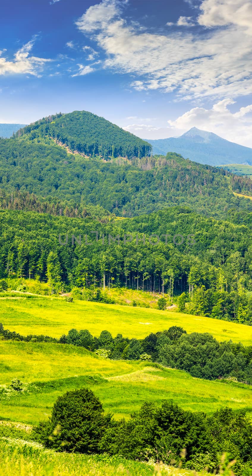 green meadow with trees in the mountainous area